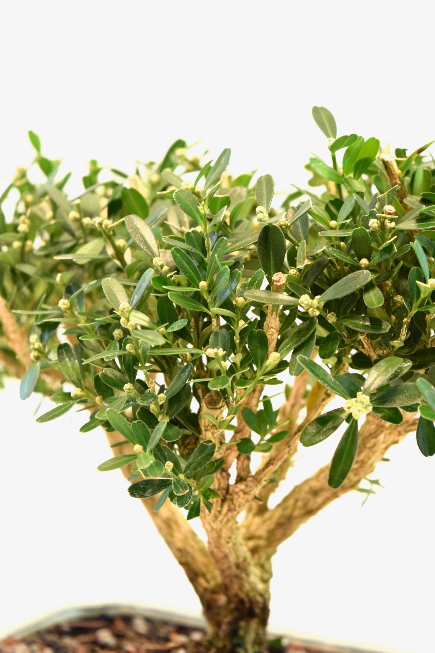 Taiwan Boxwood Bonsai Ceramic 7.5" Pot - One of a Kind Bonsai