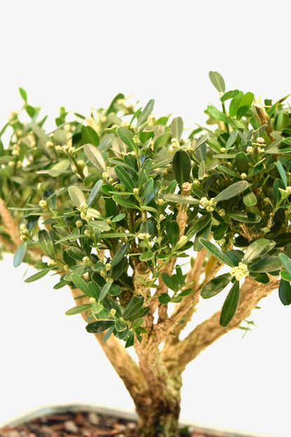 Taiwan Boxwood Bonsai Ceramic 7.5" Pot - One of a Kind Bonsai