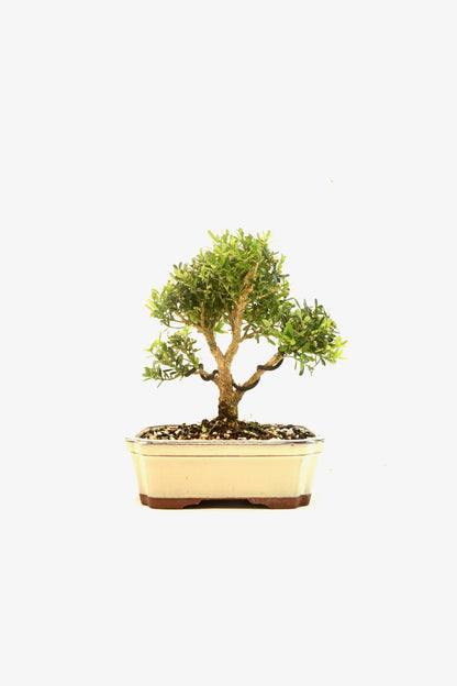 Taiwan Boxwood Bonsai Ceramic 7.5" Pot - One of a Kind Bonsai