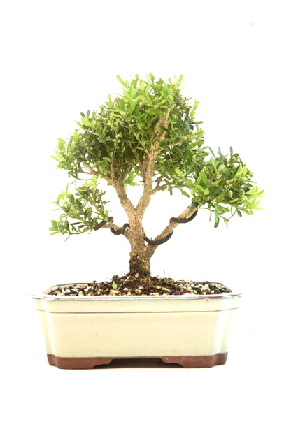 Taiwan Boxwood Bonsai Ceramic 7.5" Pot - One of a Kind Bonsai