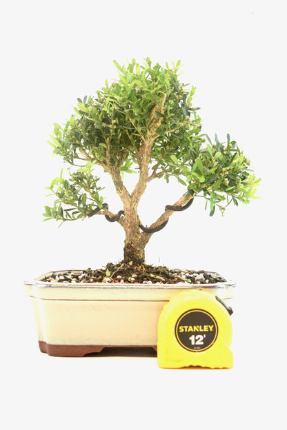 Taiwan Boxwood Bonsai Ceramic 7.5" Pot - One of a Kind Bonsai