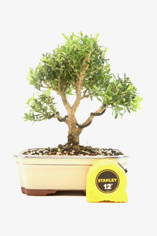 Taiwan Boxwood Bonsai Ceramic 7.5" Pot - One of a Kind Bonsai