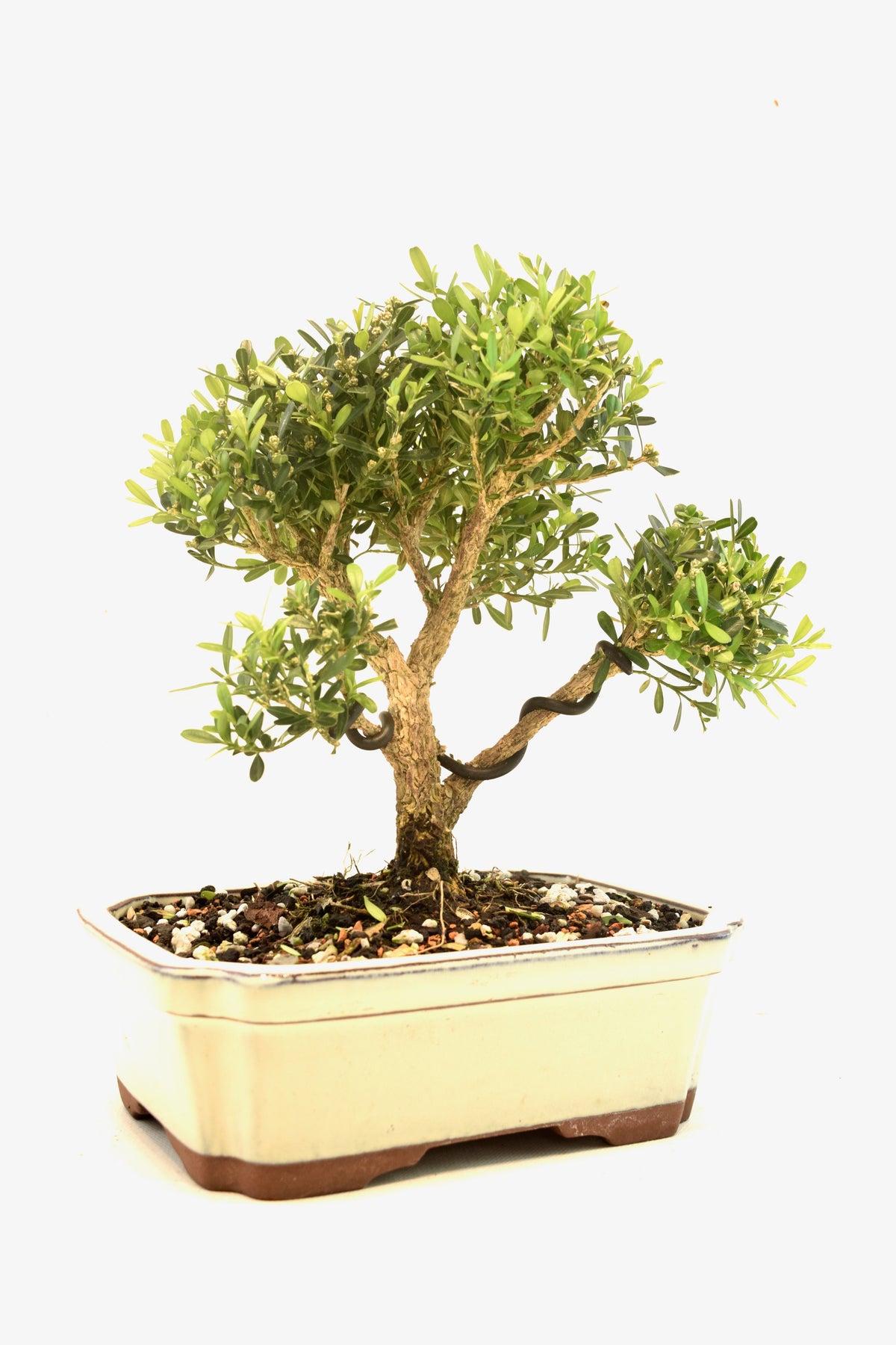 Taiwan Boxwood Bonsai Ceramic 7.5" Pot - One of a Kind Bonsai