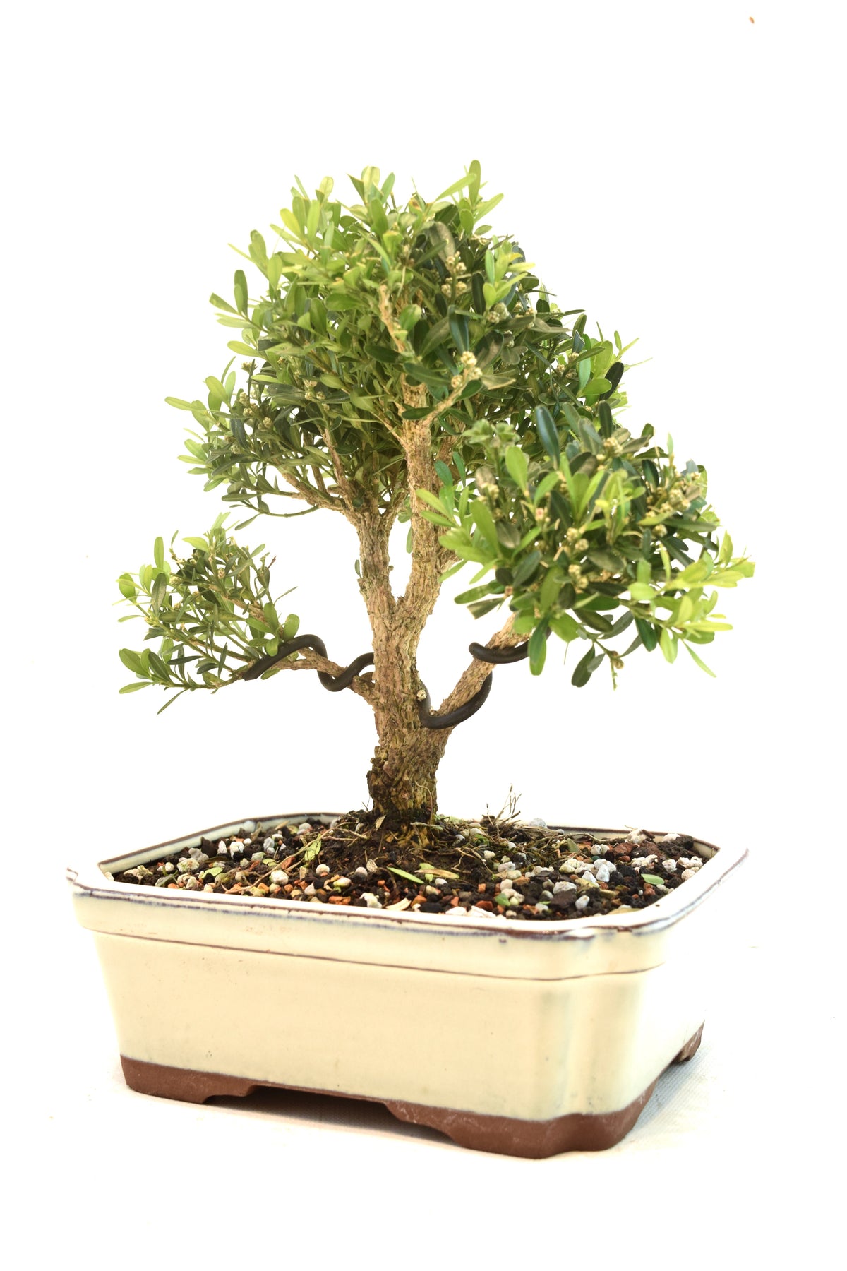 Taiwan Boxwood Bonsai Ceramic 7.5" Pot - One of a Kind Bonsai