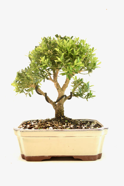 Taiwan Boxwood Bonsai Ceramic 7.5" Pot - One of a Kind Bonsai