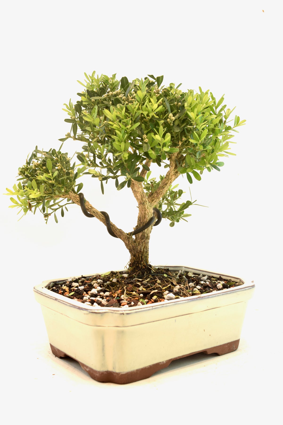 Taiwan Boxwood Bonsai Ceramic 7.5" Pot - One of a Kind Bonsai