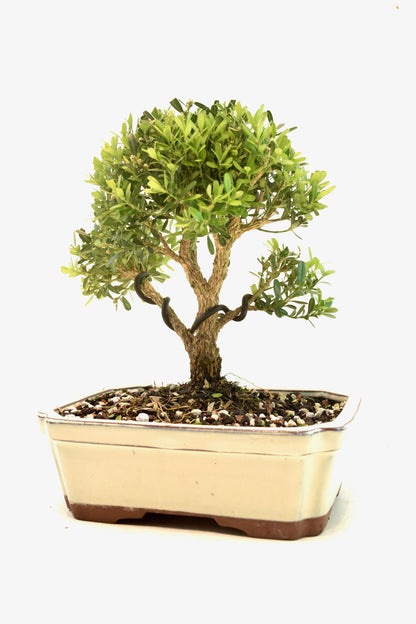 Taiwan Boxwood Bonsai Ceramic 7.5" Pot - One of a Kind Bonsai