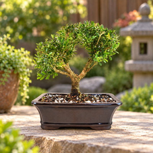 Taiwan Boxwood Bonsai Ceramic 8" Pot - One of a Kind Bonsai