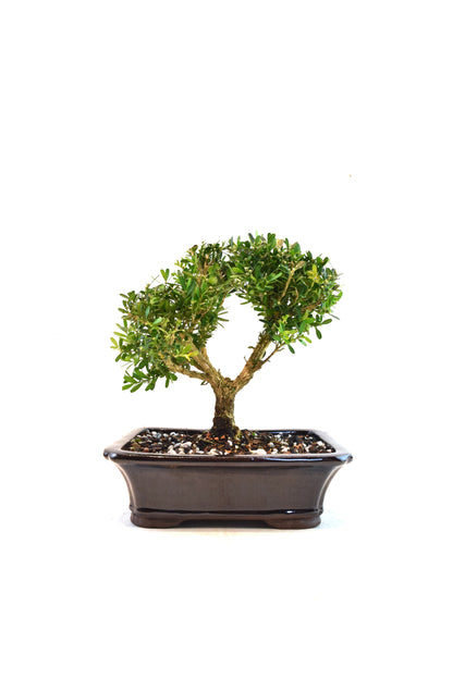 Taiwan Boxwood Bonsai Ceramic 8" Pot - One of a Kind Bonsai