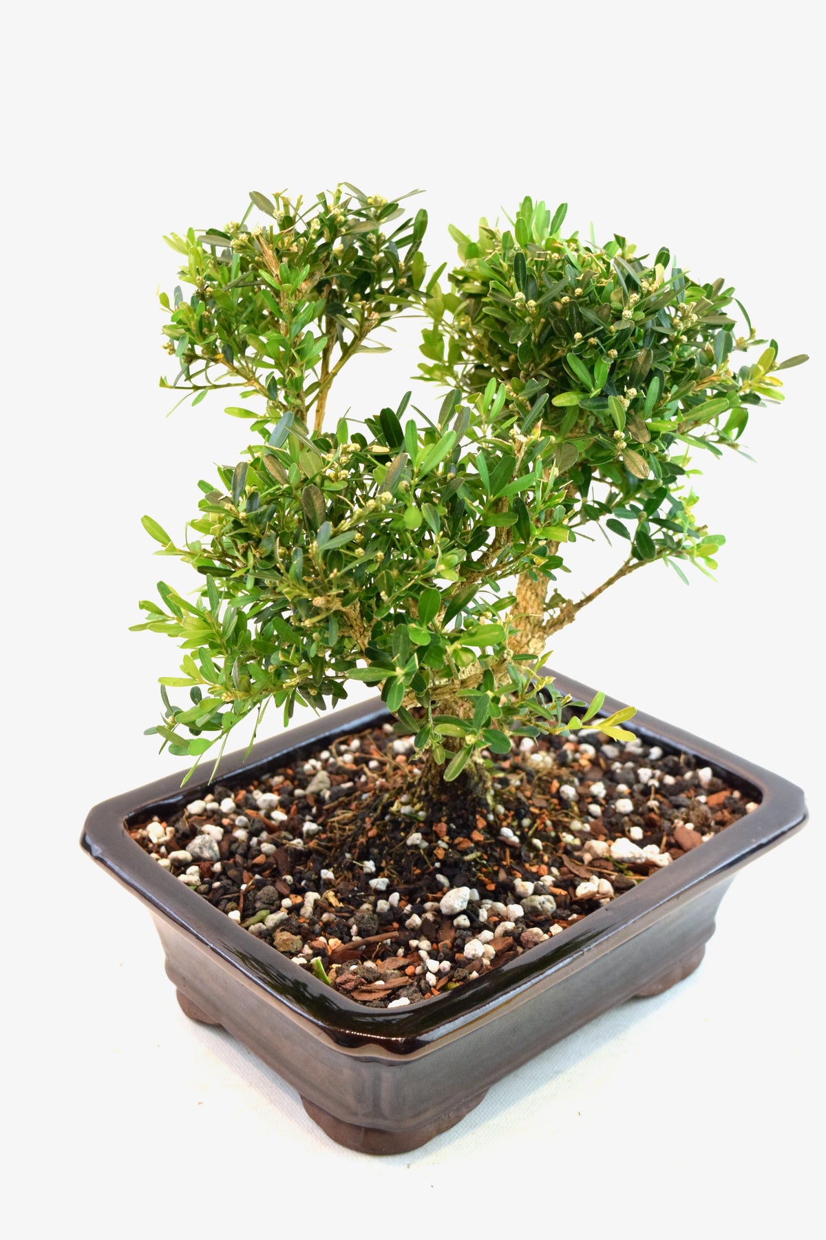 Taiwan Boxwood Bonsai Ceramic 8" Pot - One of a Kind Bonsai