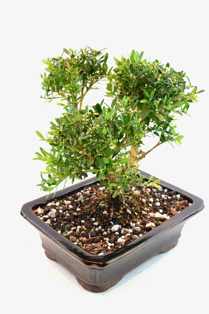 Taiwan Boxwood Bonsai Ceramic 8" Pot - One of a Kind Bonsai