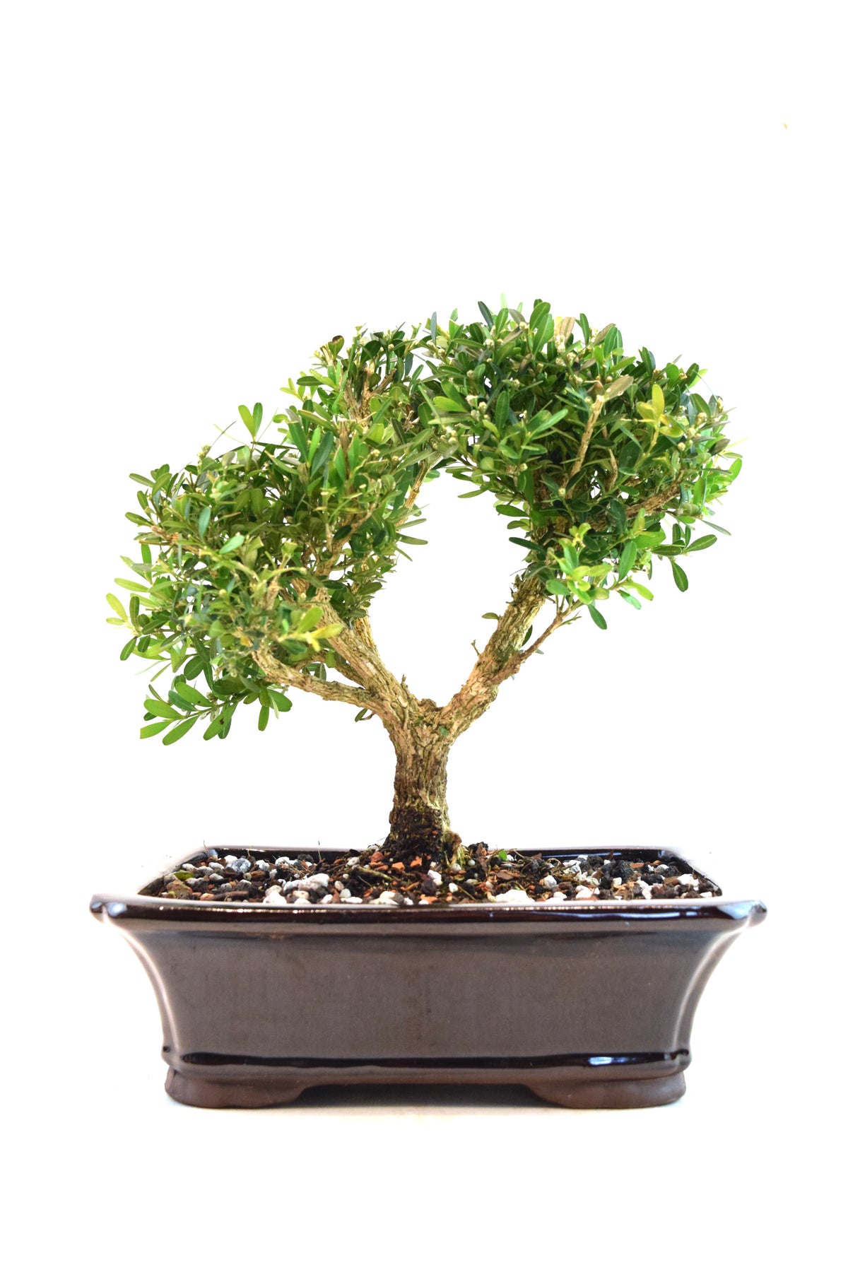 Taiwan Boxwood Bonsai Ceramic 8" Pot - One of a Kind Bonsai