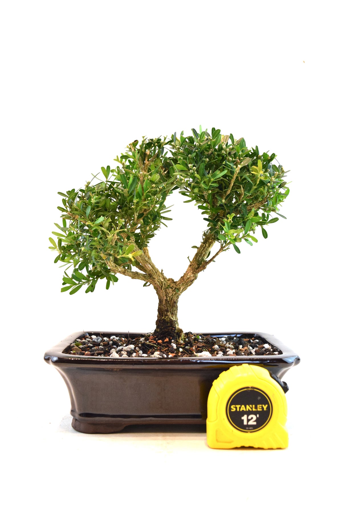 Taiwan Boxwood Bonsai Ceramic 8" Pot - One of a Kind Bonsai