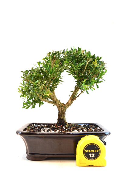 Taiwan Boxwood Bonsai Ceramic 8" Pot - One of a Kind Bonsai
