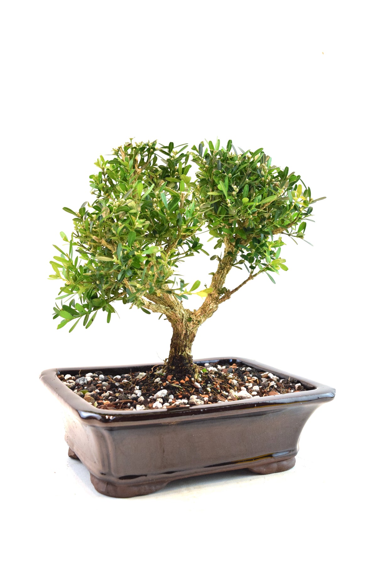 Taiwan Boxwood Bonsai Ceramic 8" Pot - One of a Kind Bonsai