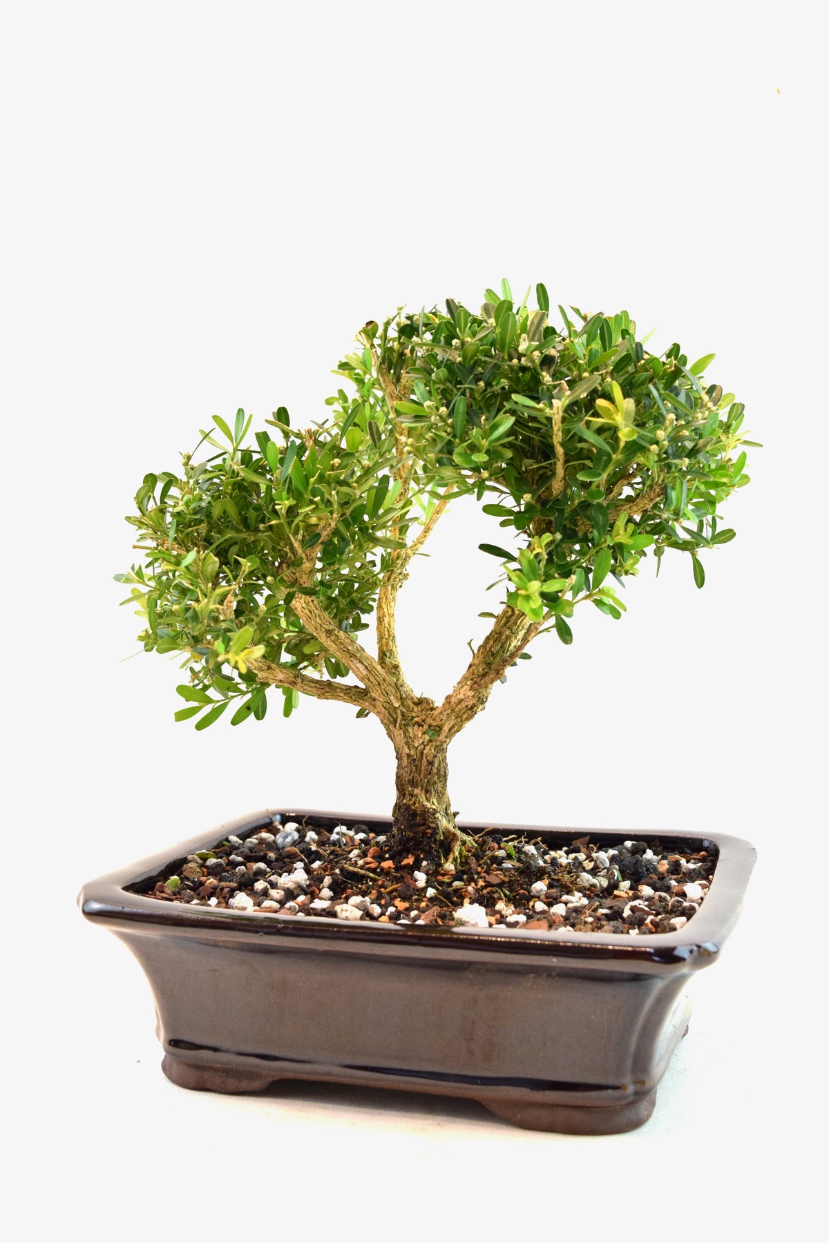Taiwan Boxwood Bonsai Ceramic 8" Pot - One of a Kind Bonsai