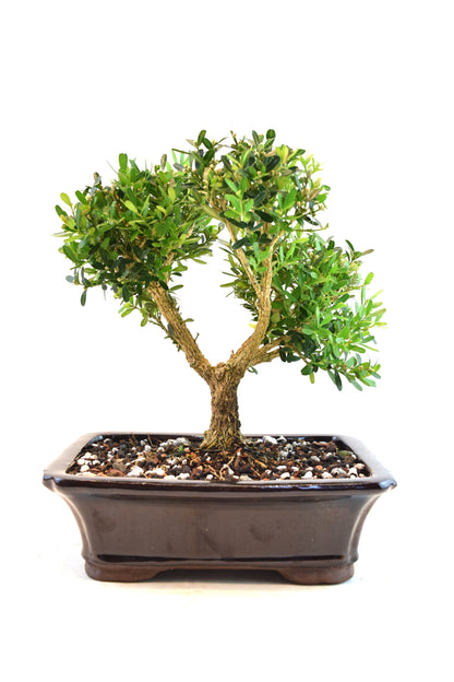 Taiwan Boxwood Bonsai Ceramic 8" Pot - One of a Kind Bonsai