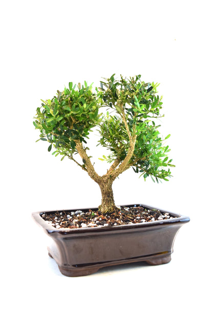 Taiwan Boxwood Bonsai Ceramic 8" Pot - One of a Kind Bonsai