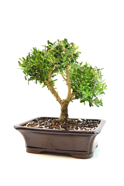 Taiwan Boxwood Bonsai Ceramic 8" Pot - One of a Kind Bonsai