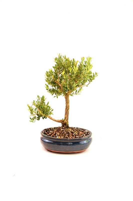 Taiwan Boxwood Bonsai Ceramic 8" Pot - One of a Kind Bonsai