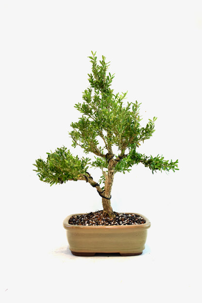 Taiwan Boxwood Bonsai Ceramic 8" Pot - One of a Kind Bonsai