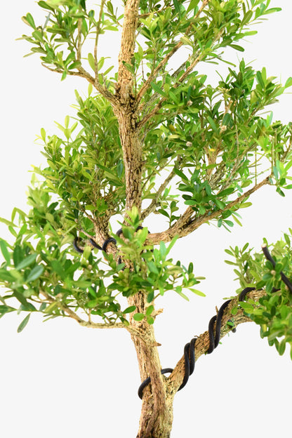 Taiwan Boxwood Bonsai Ceramic 8" Pot - One of a Kind Bonsai