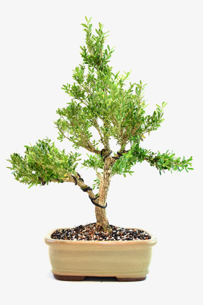 Taiwan Boxwood Bonsai Ceramic 8" Pot - One of a Kind Bonsai
