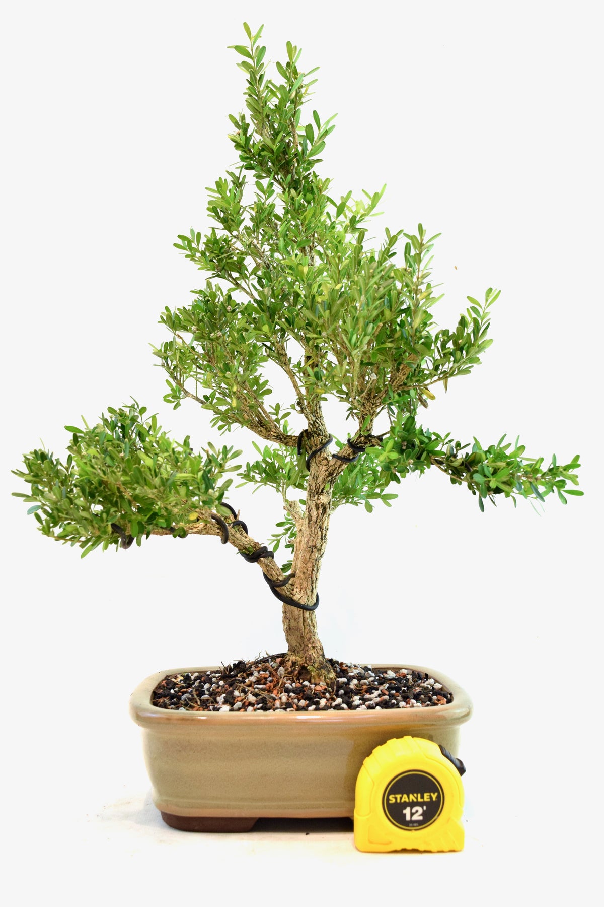Taiwan Boxwood Bonsai Ceramic 8" Pot - One of a Kind Bonsai