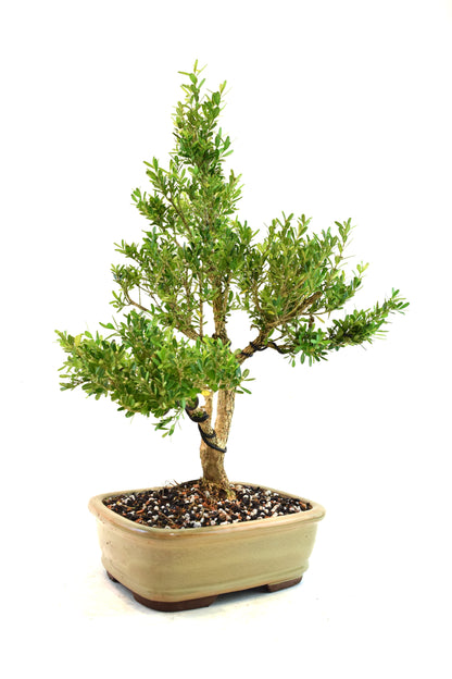 Taiwan Boxwood Bonsai Ceramic 8" Pot - One of a Kind Bonsai