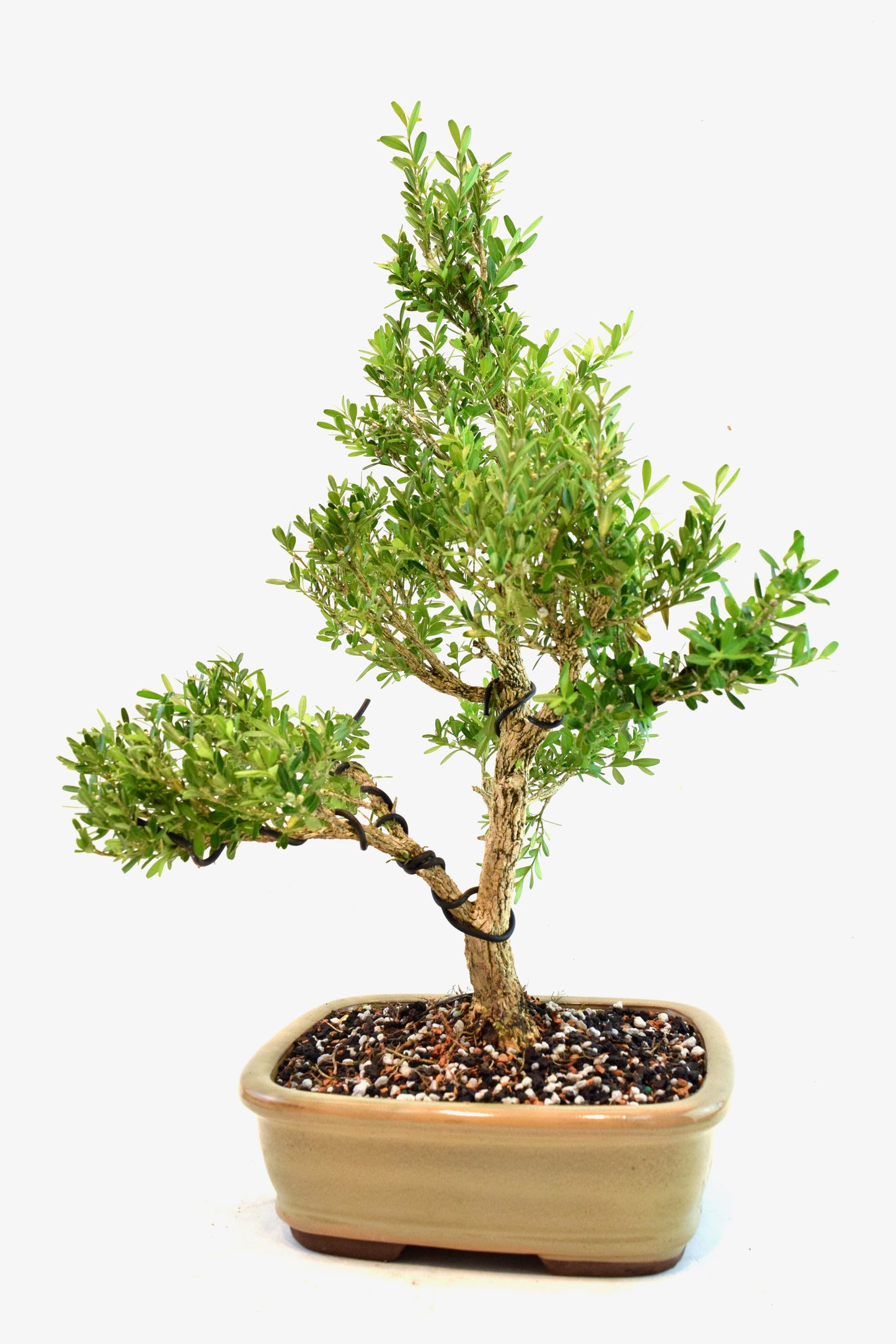 Taiwan Boxwood Bonsai Ceramic 8" Pot - One of a Kind Bonsai