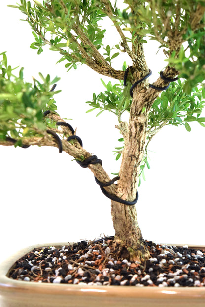 Taiwan Boxwood Bonsai Ceramic 8" Pot - One of a Kind Bonsai