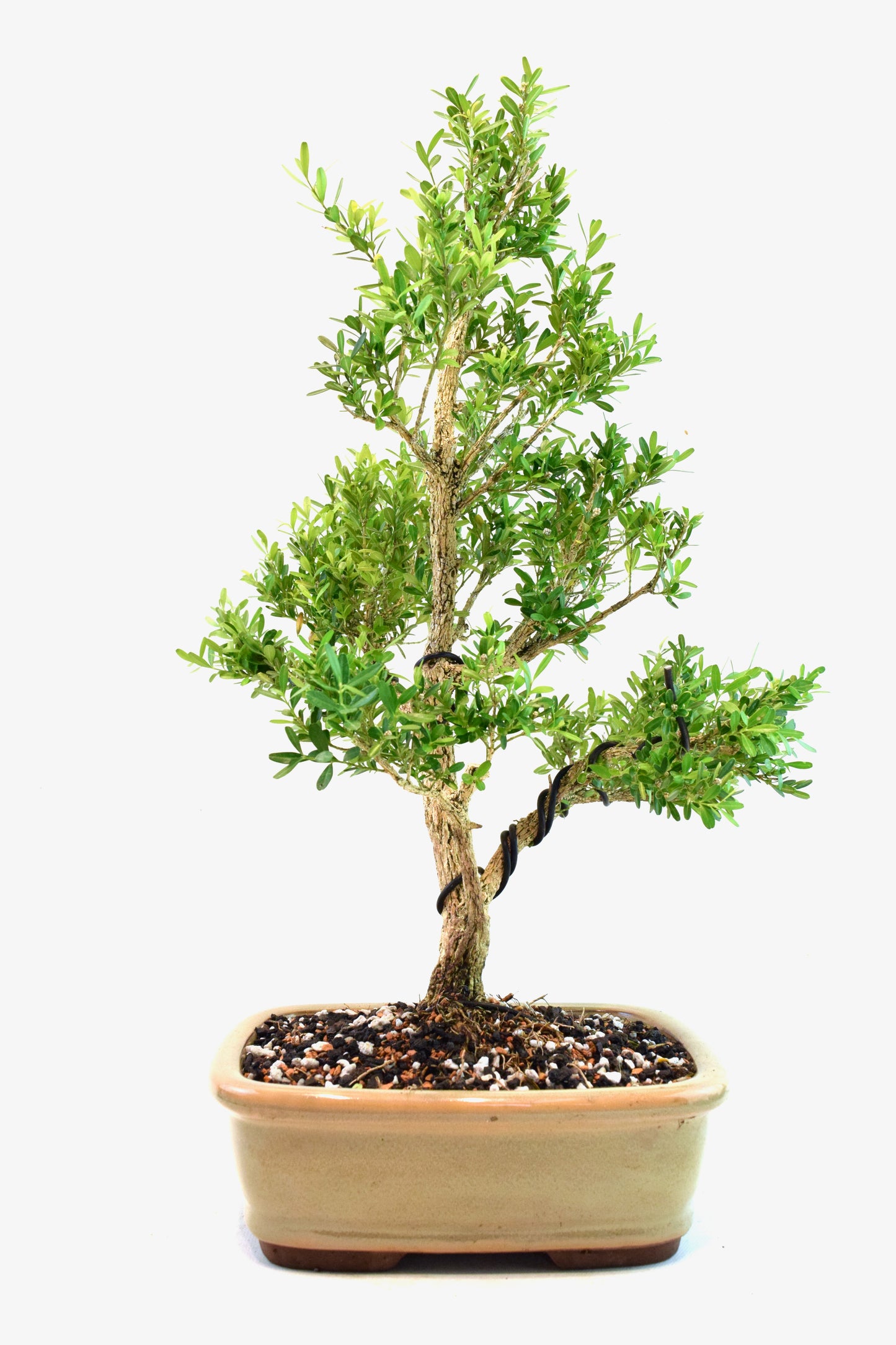 Taiwan Boxwood Bonsai Ceramic 8" Pot - One of a Kind Bonsai