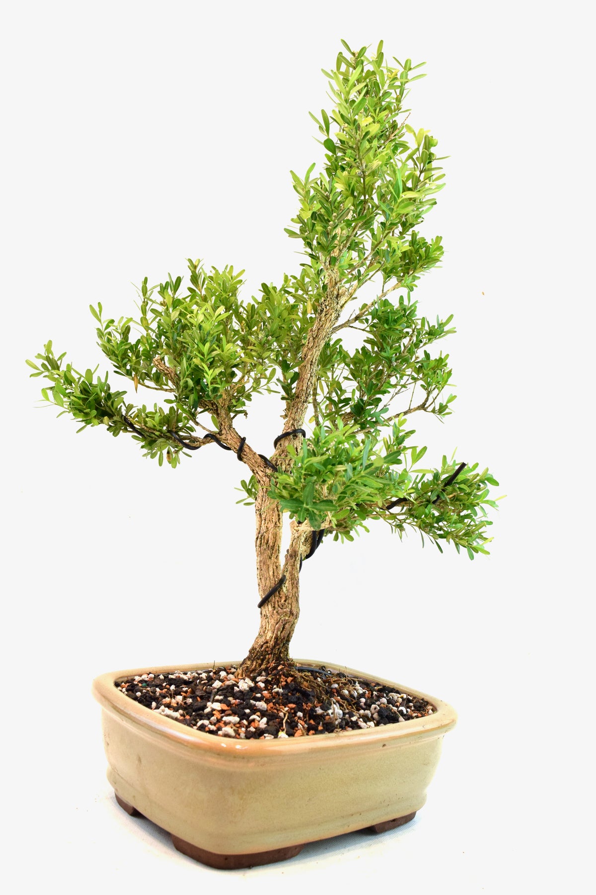 Taiwan Boxwood Bonsai Ceramic 8" Pot - One of a Kind Bonsai