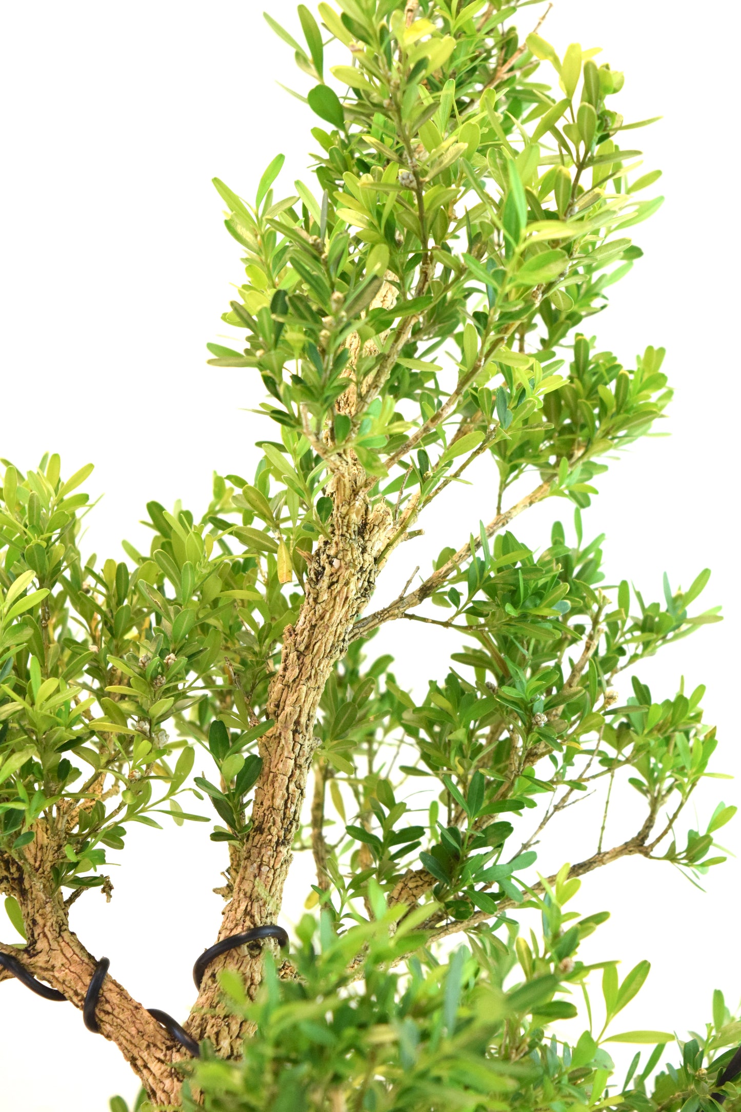 Taiwan Boxwood Bonsai Ceramic 8" Pot - One of a Kind Bonsai