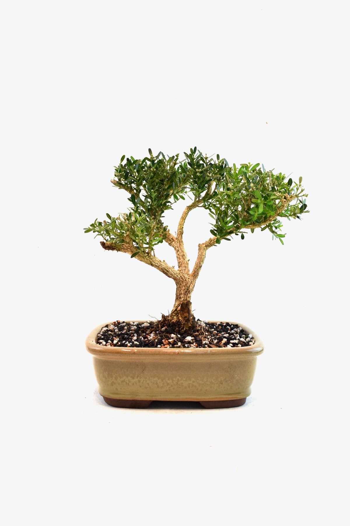 Taiwan Boxwood Bonsai Ceramic 8" Pot - One of a Kind Bonsai