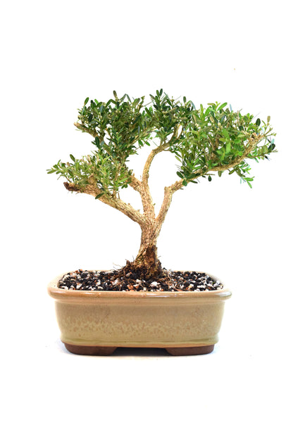 Taiwan Boxwood Bonsai Ceramic 8" Pot - One of a Kind Bonsai
