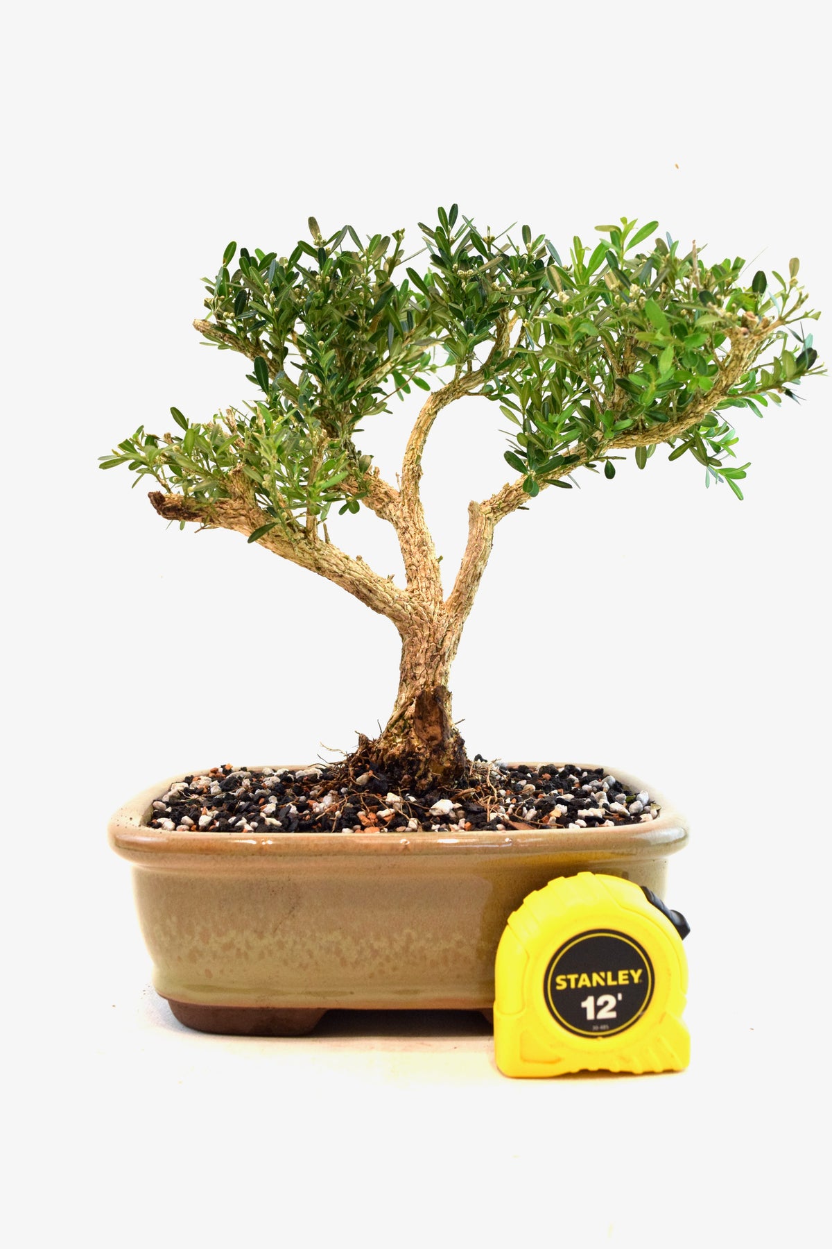 Taiwan Boxwood Bonsai Ceramic 8" Pot - One of a Kind Bonsai