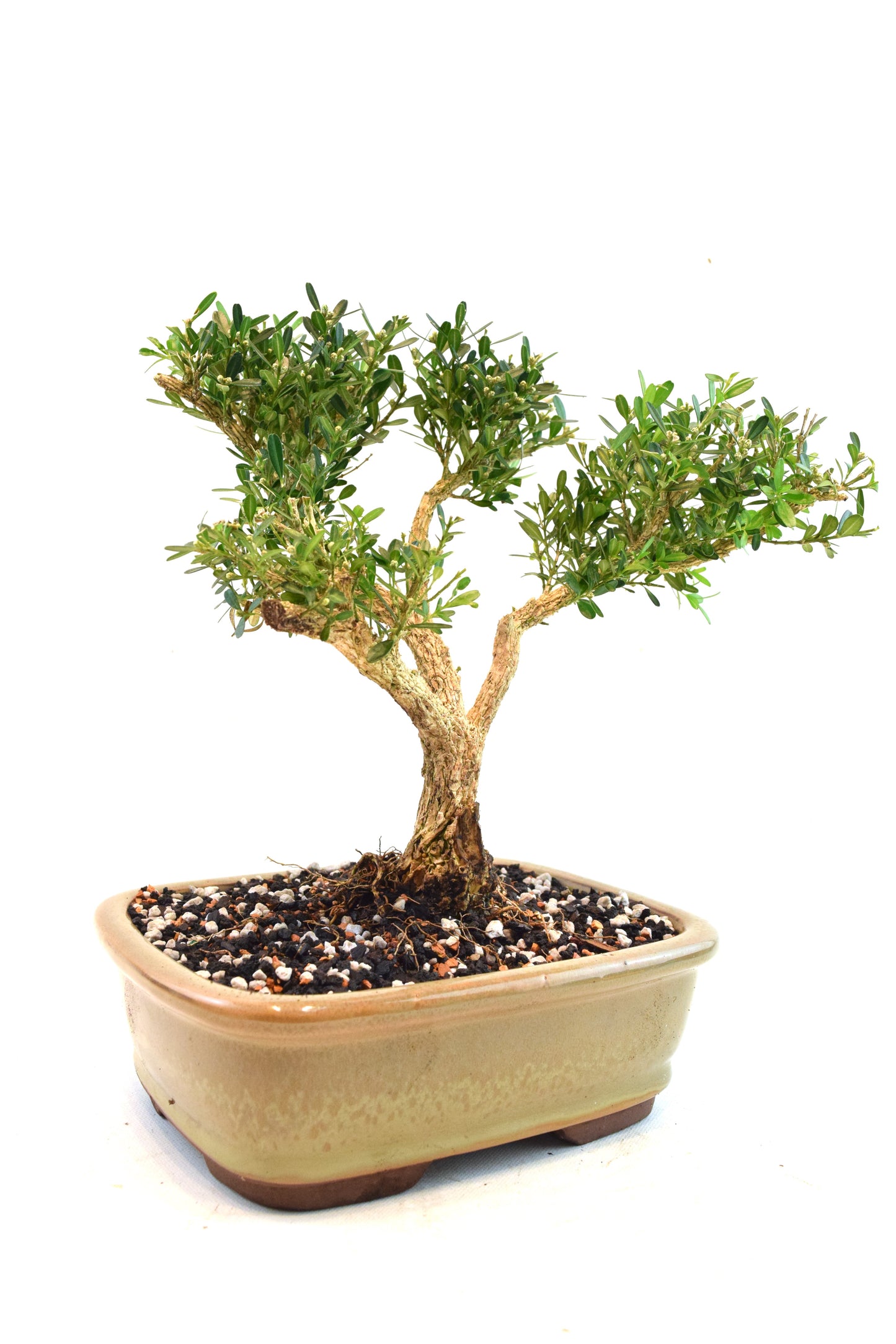 Taiwan Boxwood Bonsai Ceramic 8" Pot - One of a Kind Bonsai