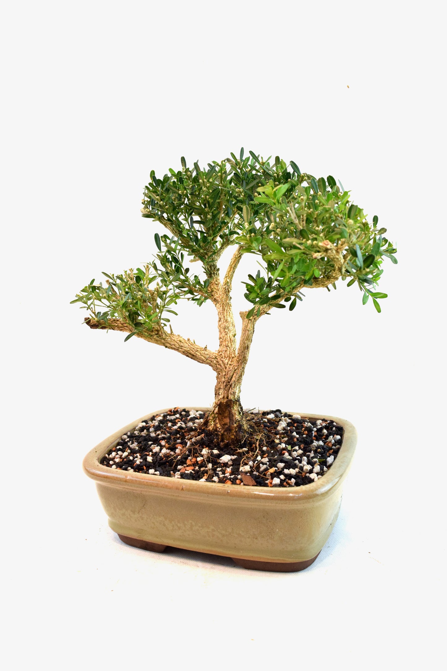 Taiwan Boxwood Bonsai Ceramic 8" Pot - One of a Kind Bonsai