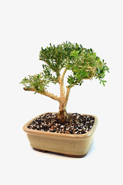 Taiwan Boxwood Bonsai Ceramic 8" Pot - One of a Kind Bonsai