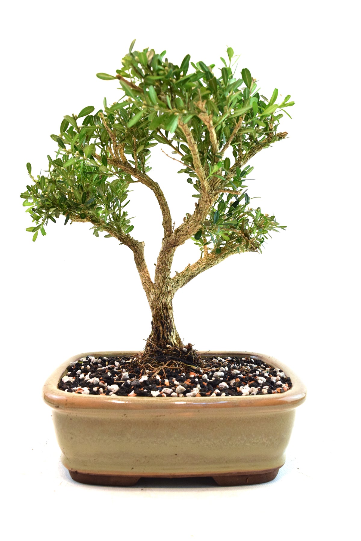 Taiwan Boxwood Bonsai Ceramic 8" Pot - One of a Kind Bonsai