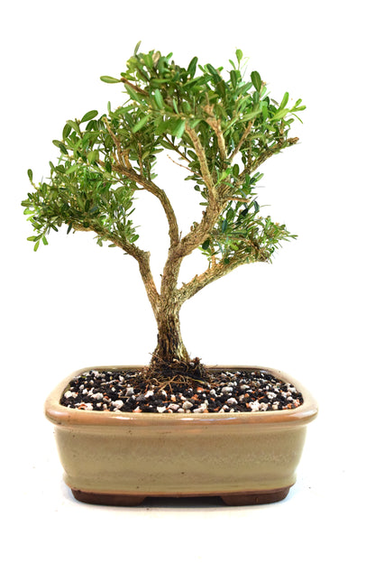 Taiwan Boxwood Bonsai Ceramic 8" Pot - One of a Kind Bonsai