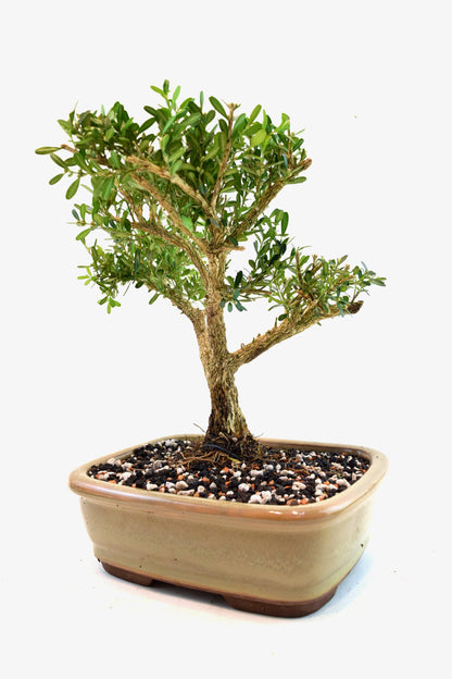 Taiwan Boxwood Bonsai Ceramic 8" Pot - One of a Kind Bonsai