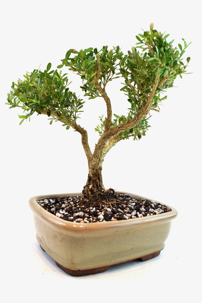 Taiwan Boxwood Bonsai Ceramic 8" Pot - One of a Kind Bonsai