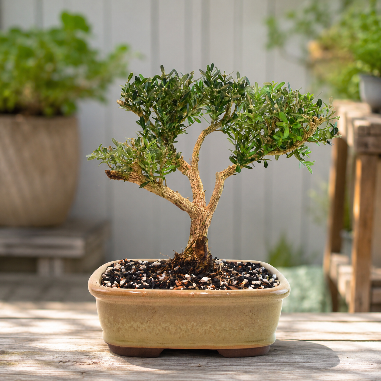 Taiwan Boxwood Bonsai Ceramic 8" Pot - One of a Kind Bonsai