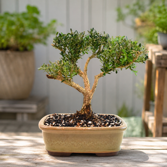 Taiwan Boxwood Bonsai Ceramic 8" Pot - One of a Kind Bonsai