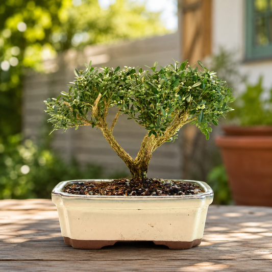 Taiwan Boxwood Bonsai Ceramic 7.5" Pot - One of a Kind Bonsai