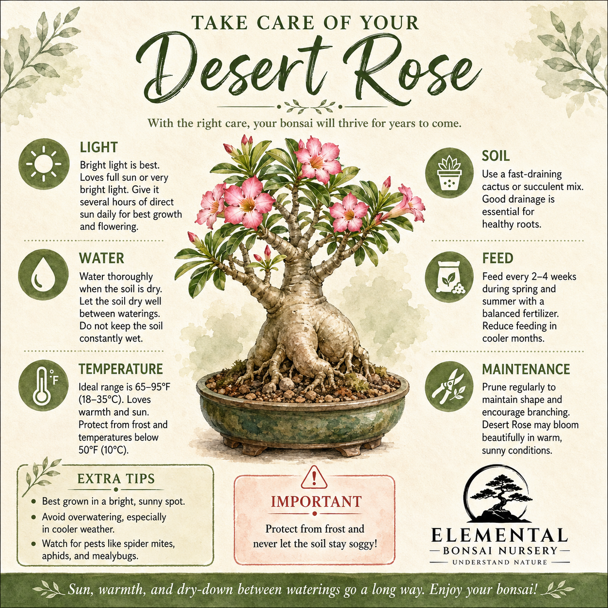 Desert Rose Bonsai Ceramic 5" Pot - One of a Kind Bonsai