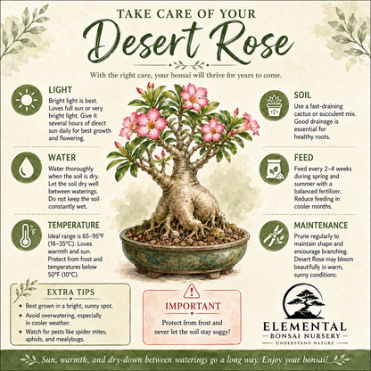 Desert Rose Bonsai Ceramic 5" Pot - One of a Kind Bonsai