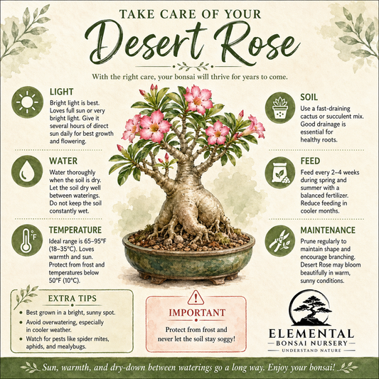 Desert Rose Bonsai Ceramic 5" Pot - One of a Kind Bonsai